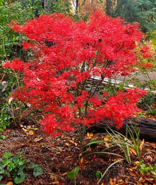 japanese maple